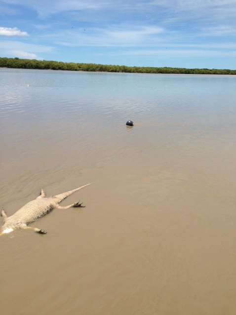 Croc deaths prompt renewed calls for netting ban